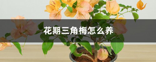 花期三角梅怎么养