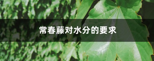 常春藤对水分的要求