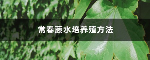 常春藤水培养殖方法