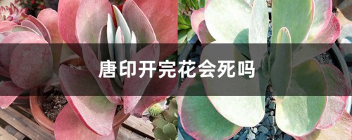 唐印开完花会死吗