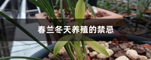 春兰冬天养殖的禁忌