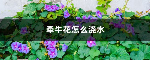 牵牛花怎么浇水