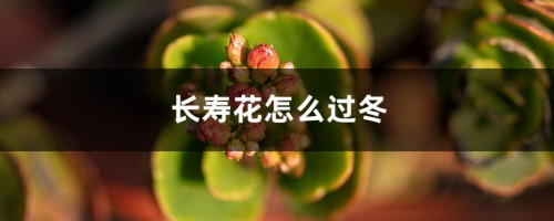 长寿花怎么过冬