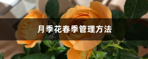 月季花春季管理方法