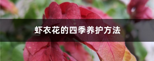 虾衣花的四季养护方法