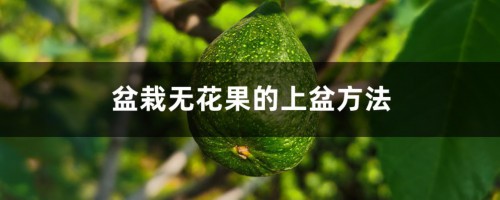 盆栽无花果的上盆方法