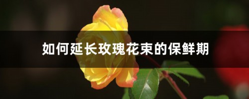 如何延长玫瑰花束的保鲜期